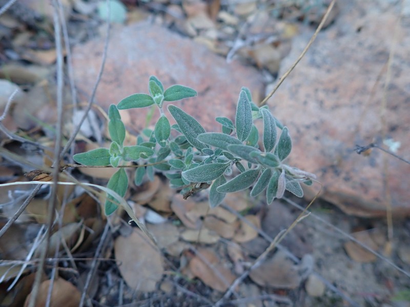 Monardella hypoleuca subsp. lanata