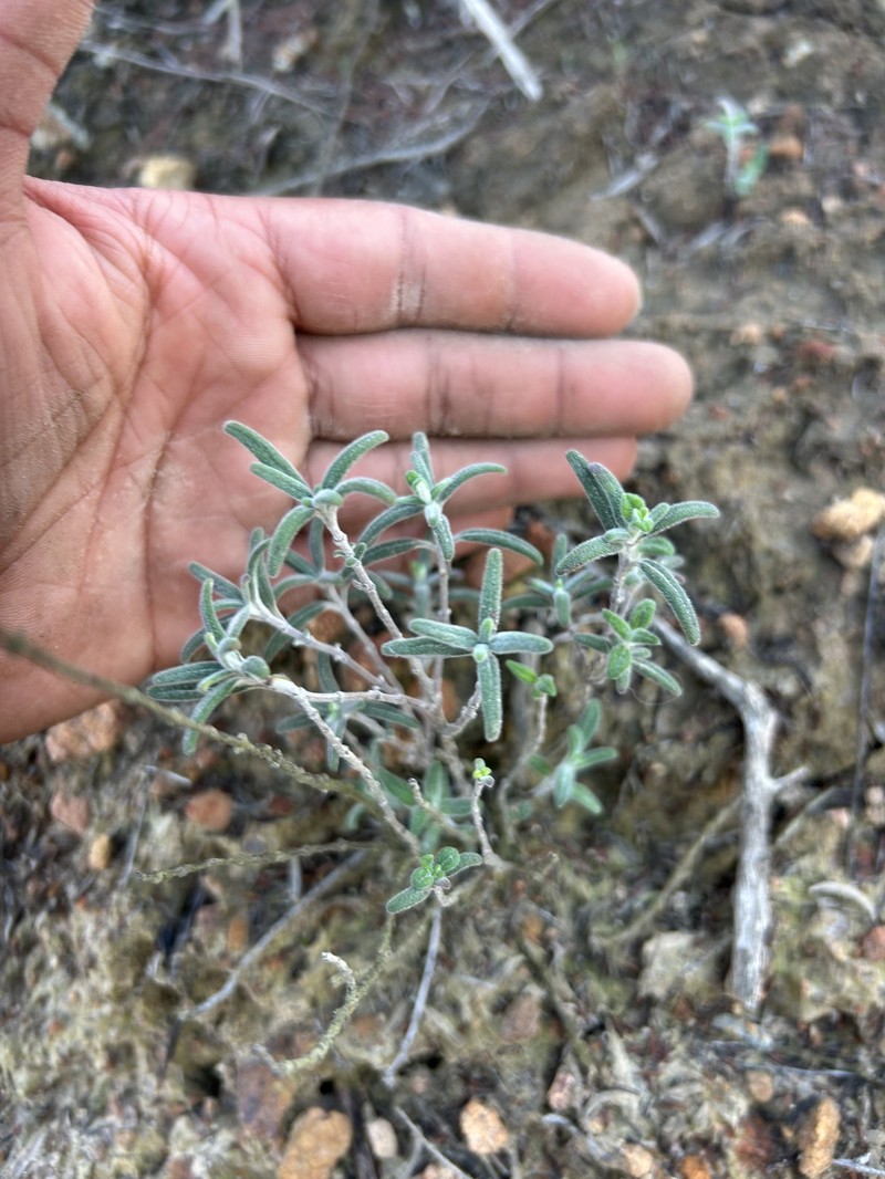 Monardella hypoleuca subsp. lanata photo 2