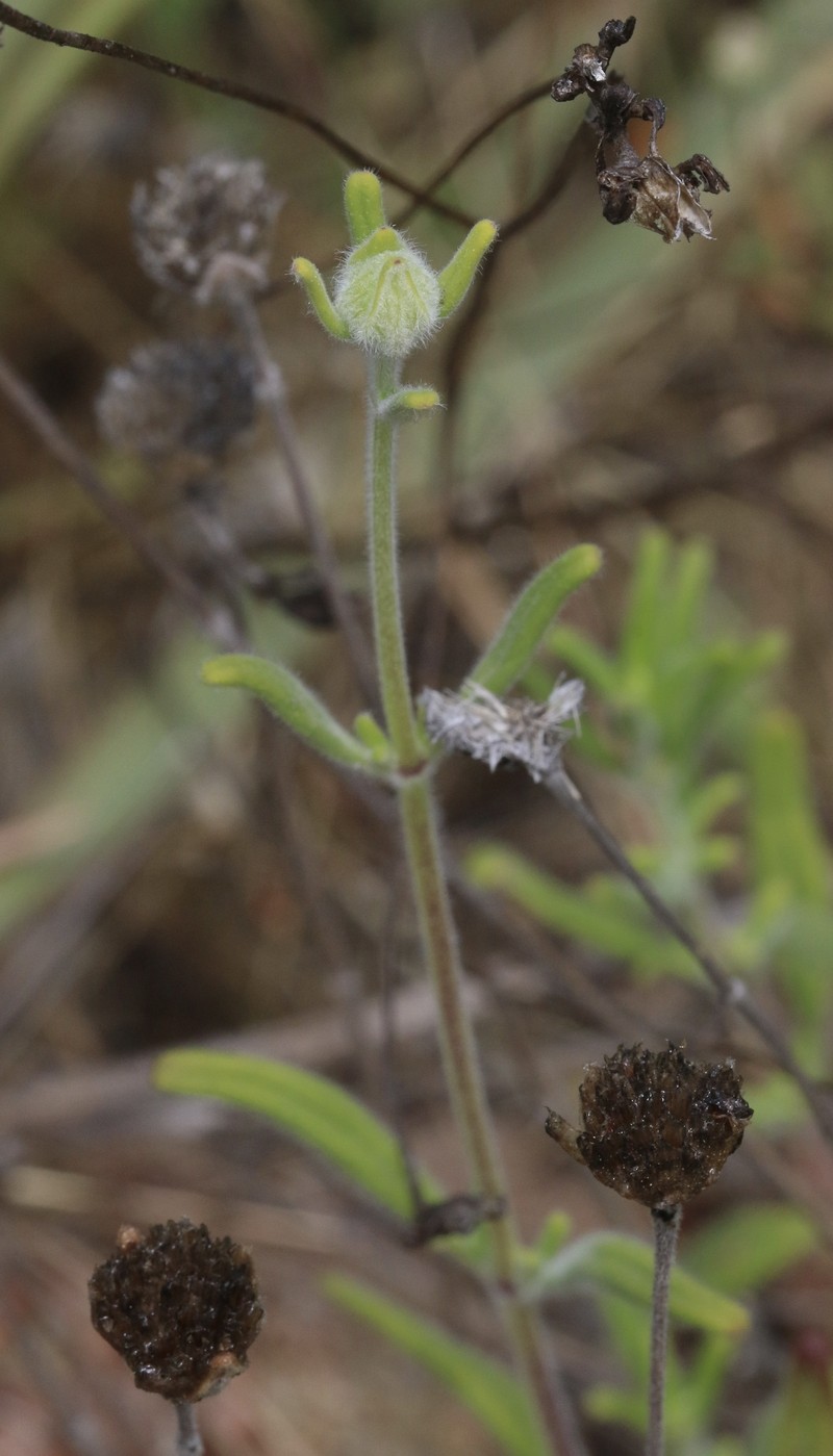 Monardella hypoleuca subsp. lanata photo 3