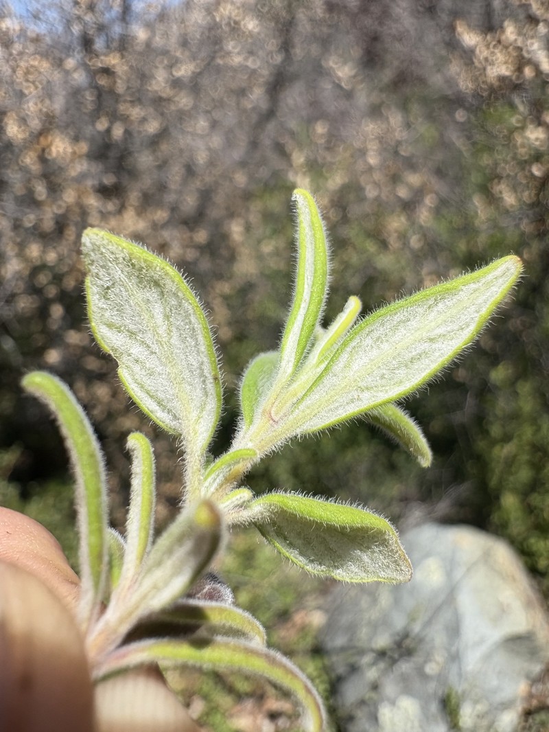 Monardella hypoleuca subsp. lanata photo 4