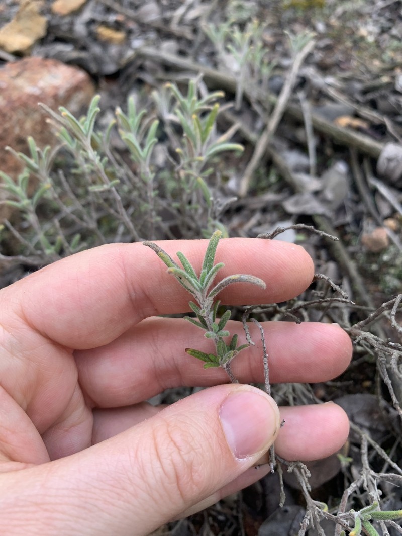 Monardella hypoleuca subsp. lanata photo 5