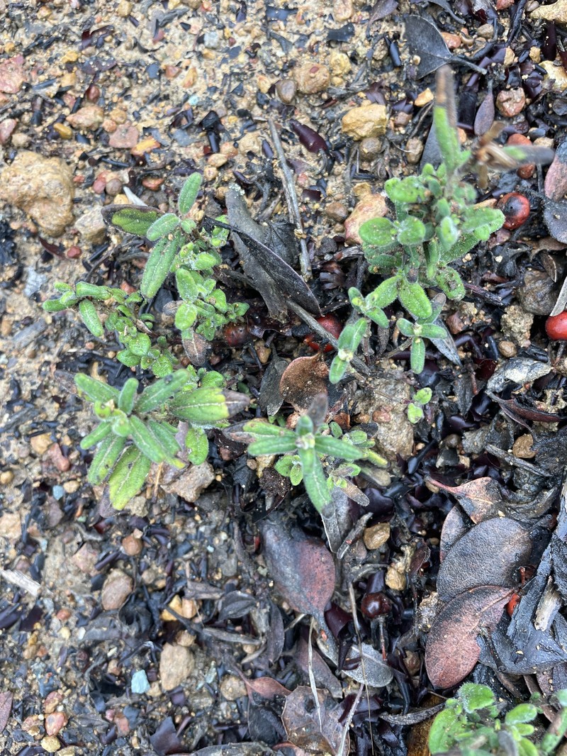 Monardella hypoleuca subsp. lanata photo 6