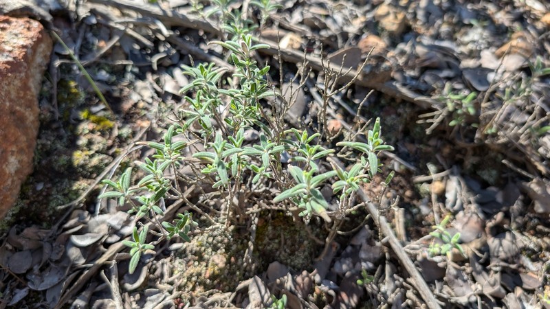 Monardella hypoleuca subsp. lanata photo 7