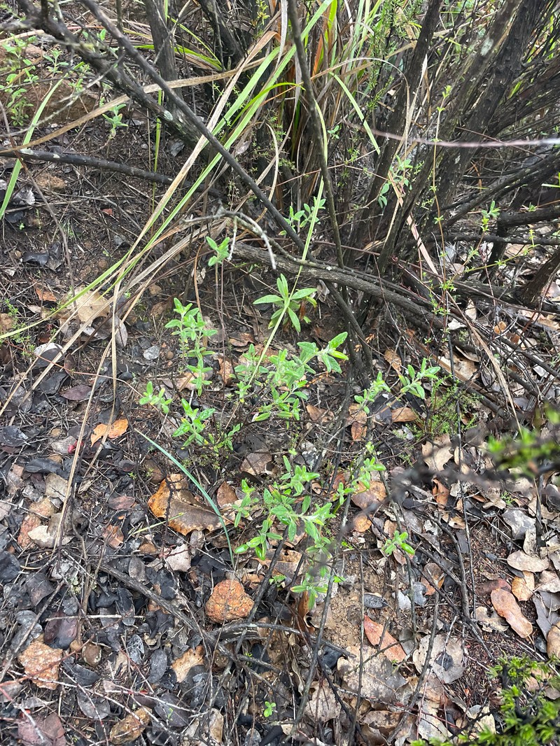 Monardella hypoleuca subsp. lanata photo 8