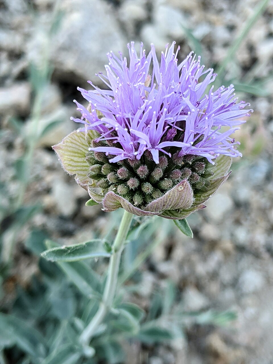 Flaxleaf Monardella