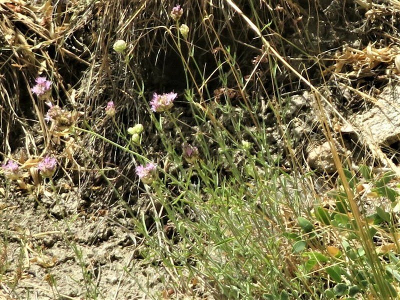 Flaxleaf Monardella photo 2