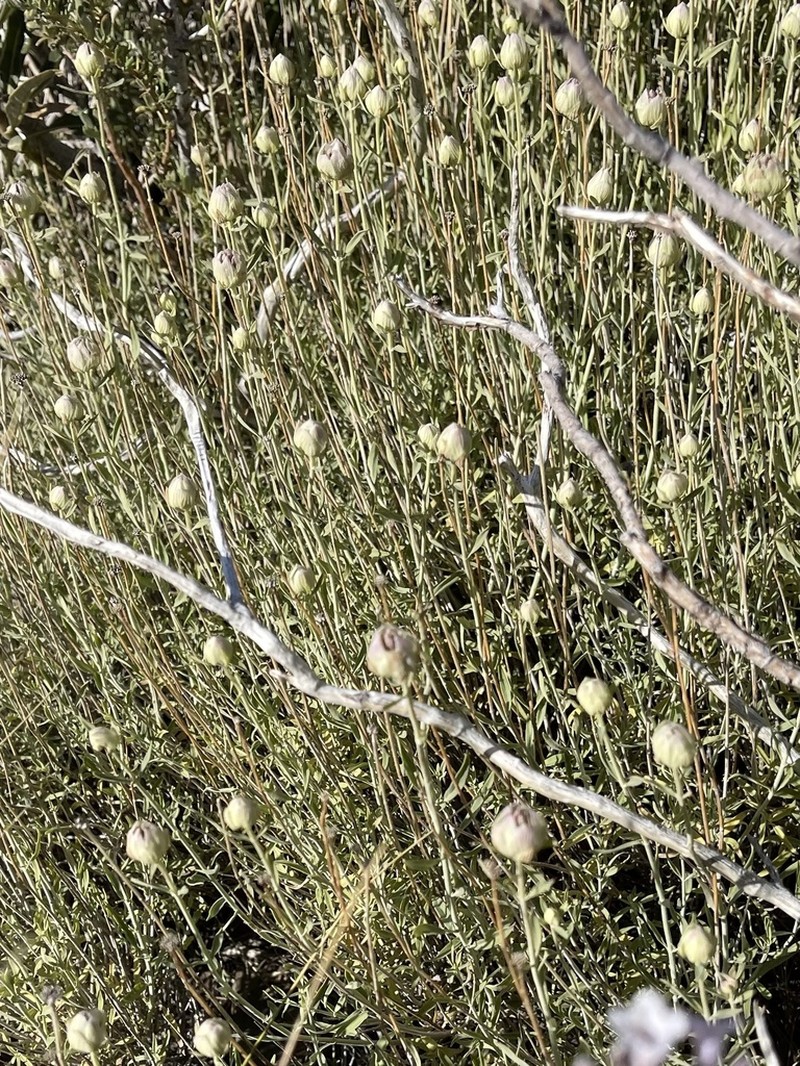 Flaxleaf Monardella photo 3