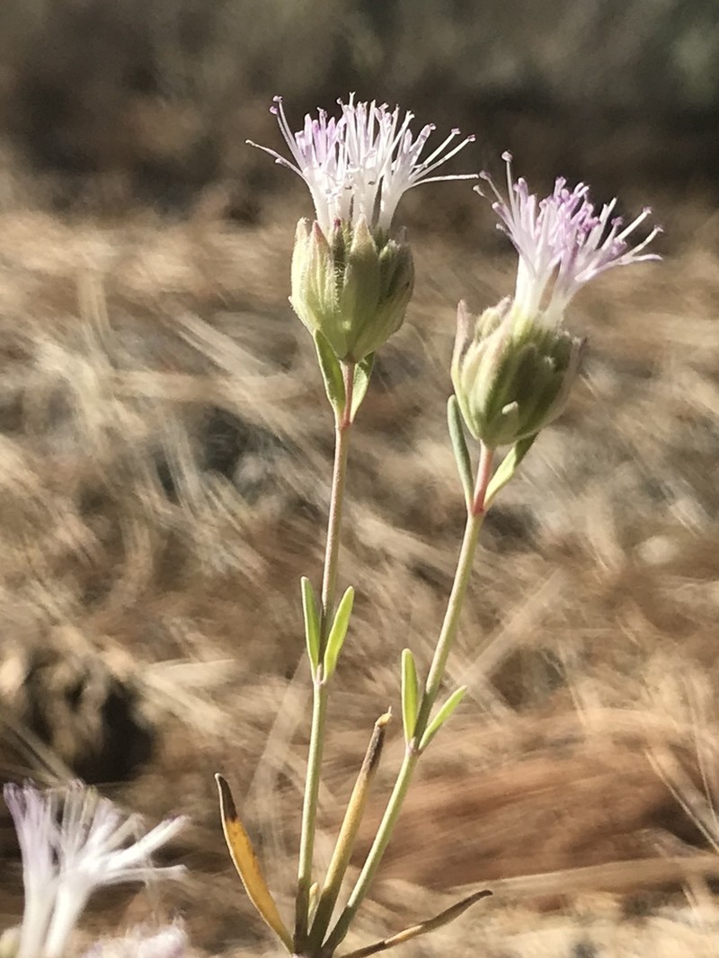 Flaxleaf Monardella photo 6
