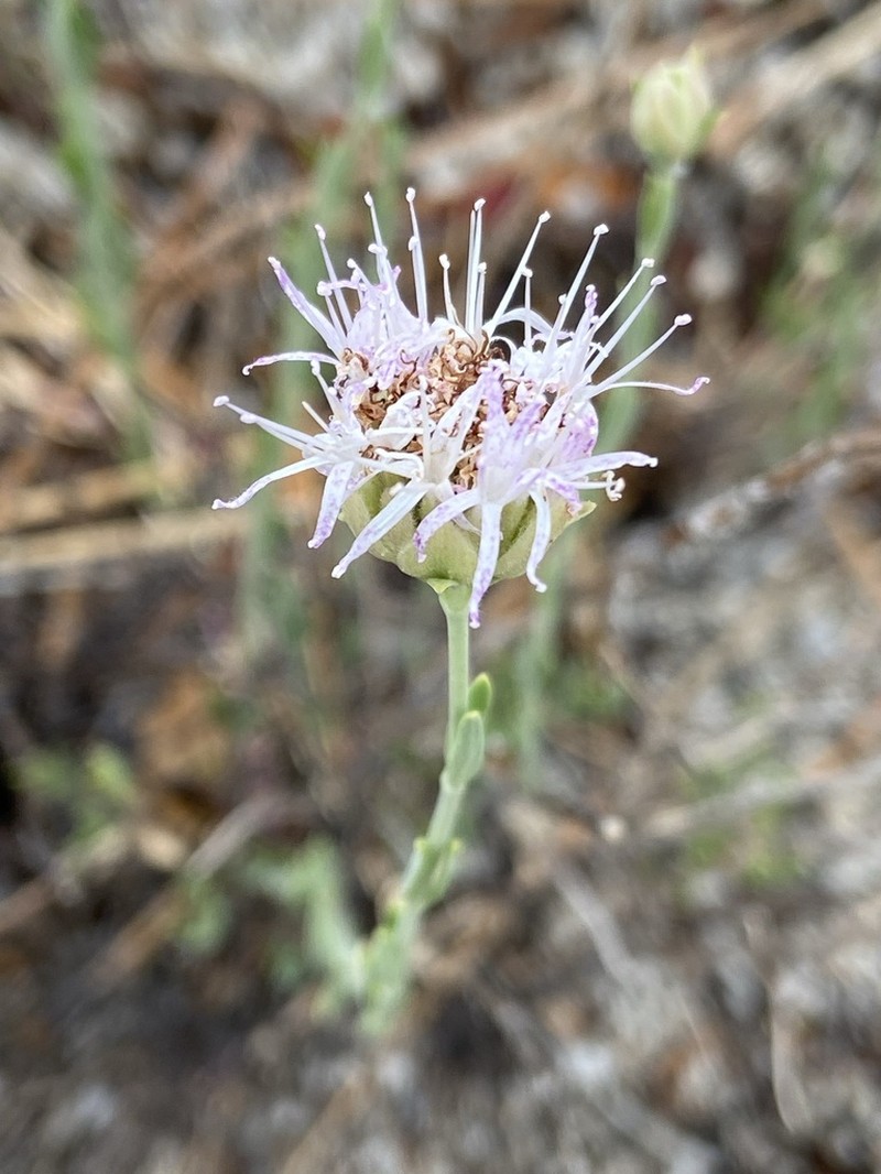 Flaxleaf Monardella photo 7