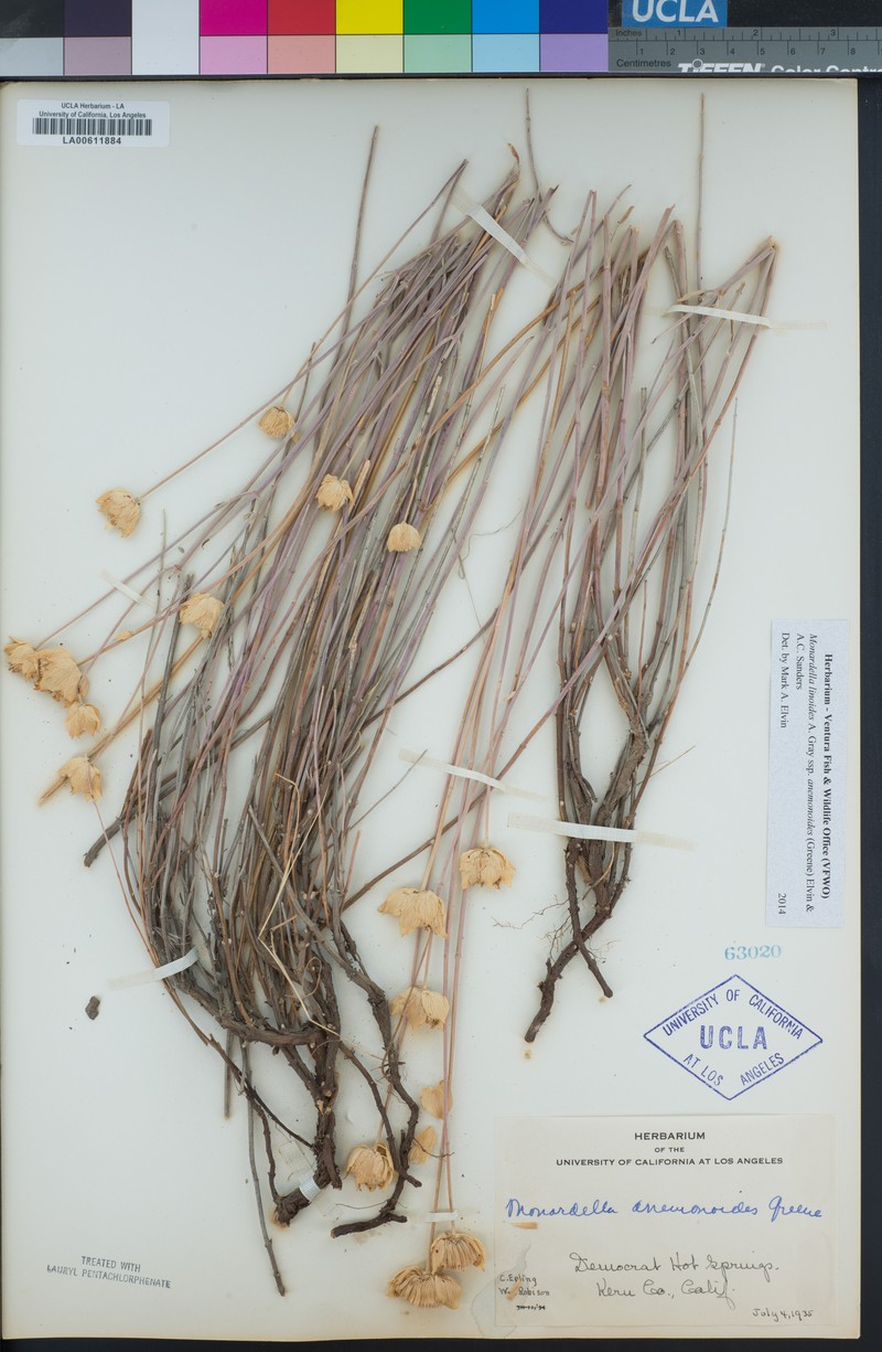 Monardella linoides subsp. anemonoides