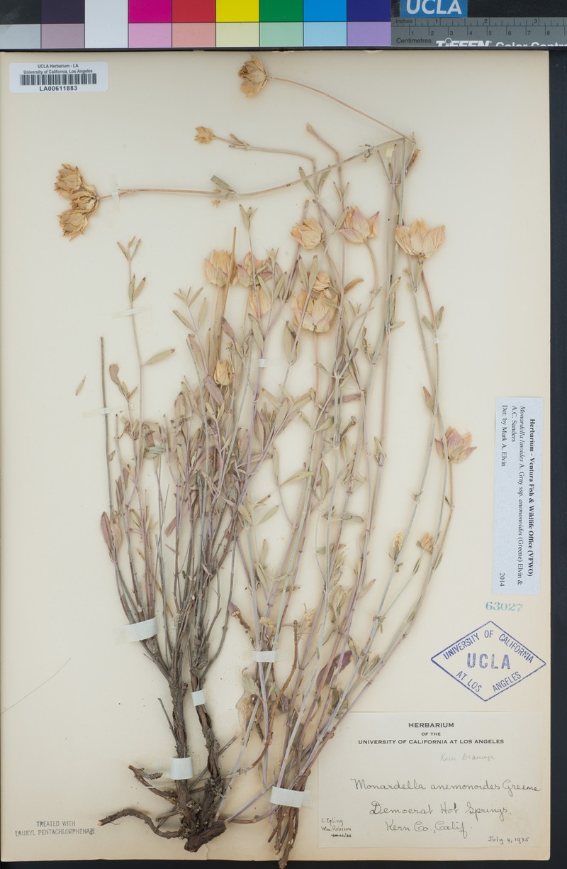 Monardella linoides subsp. anemonoides photo 2