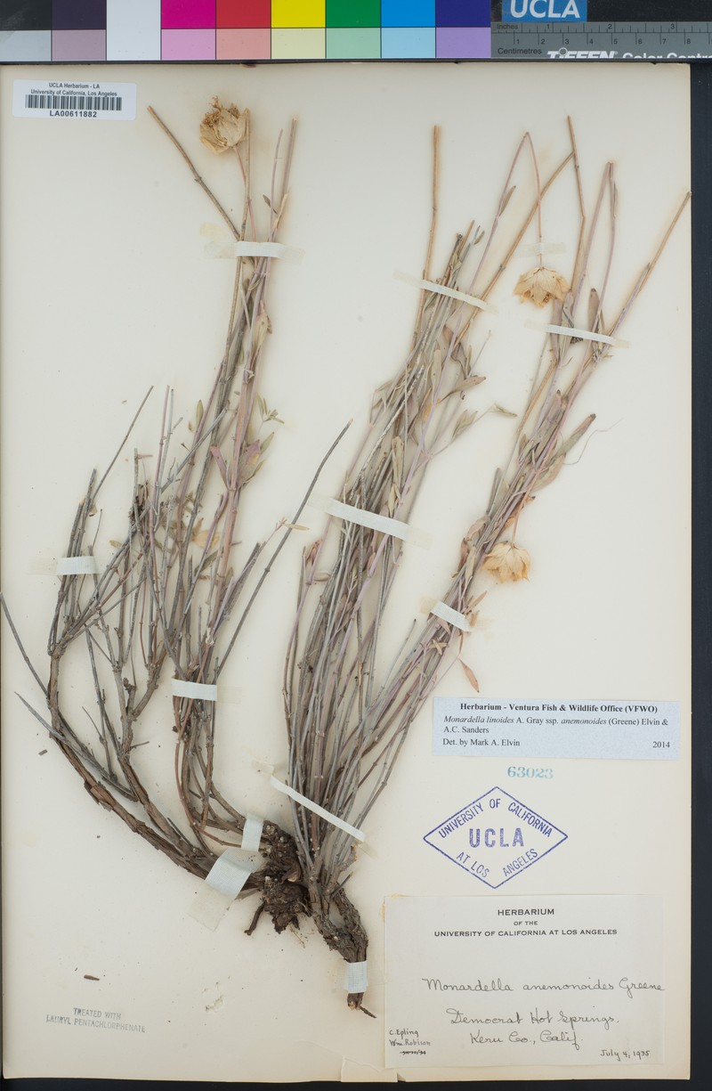 Monardella linoides subsp. anemonoides photo 3