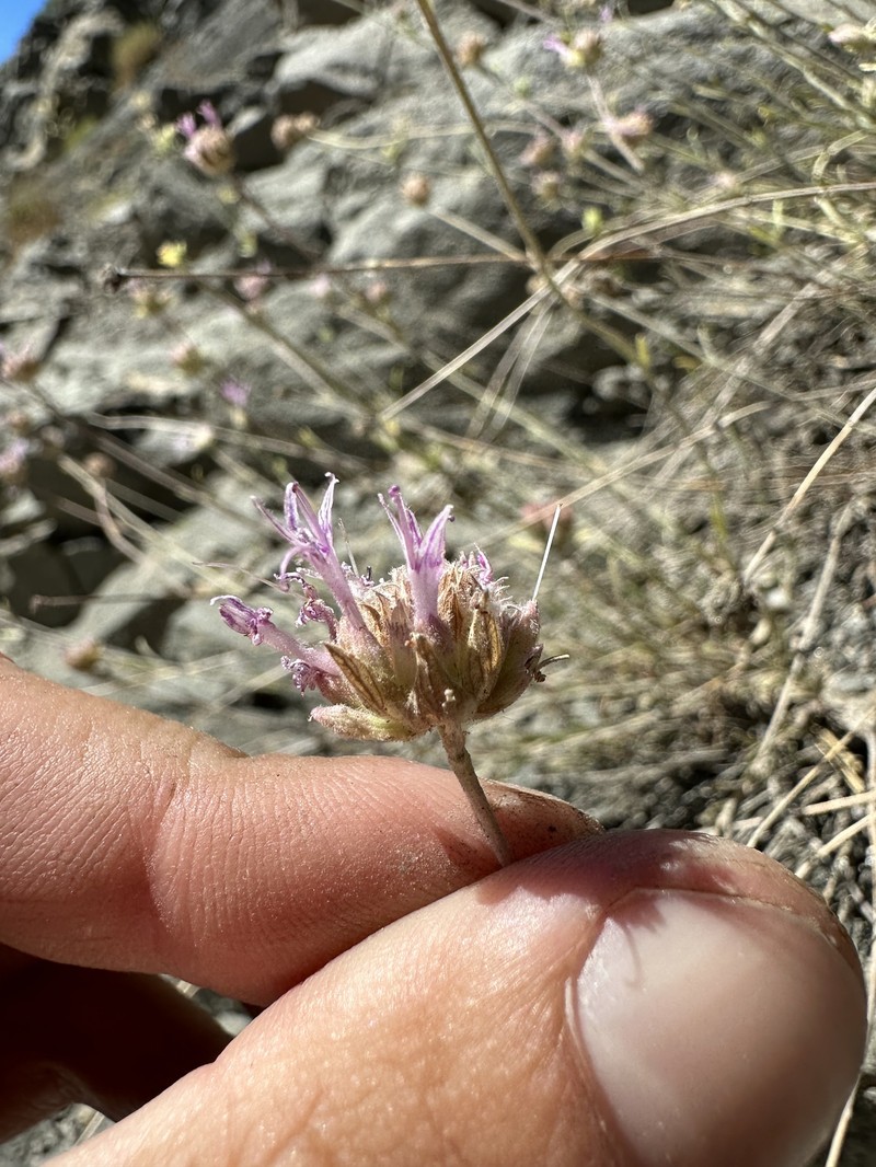 Monardella linoides subsp. erecta