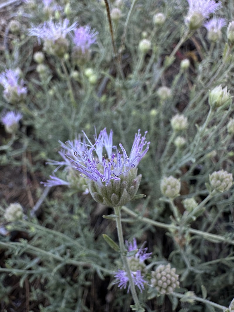 Monardella linoides subsp. erecta photo 2