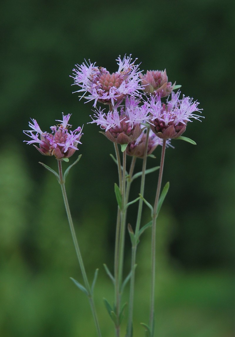 Monardella linoides subsp. erecta photo 3