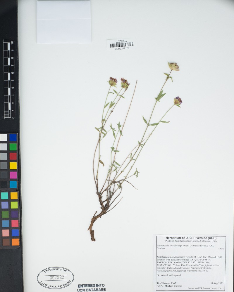 Monardella linoides subsp. erecta photo 4