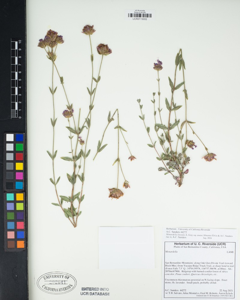 Monardella linoides subsp. erecta photo 5