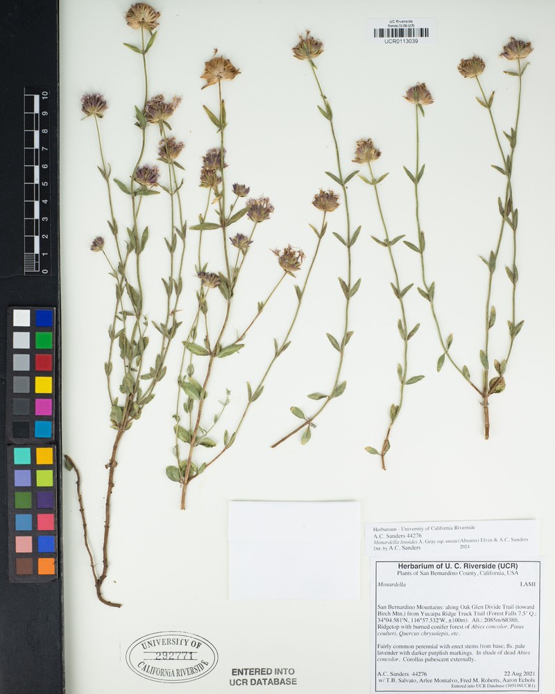 Monardella linoides subsp. erecta photo 6