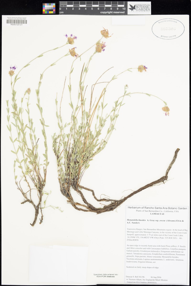 Monardella linoides subsp. erecta photo 7