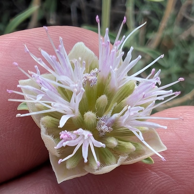 Monardella linoides subsp. linoides
