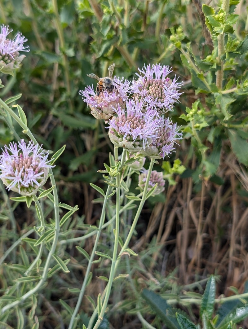 Monardella linoides subsp. linoides photo 2