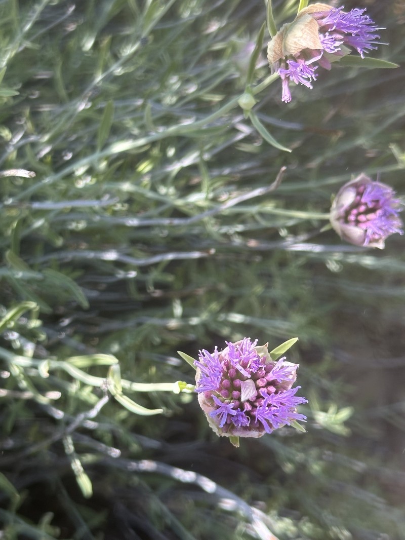 Monardella linoides subsp. linoides photo 3