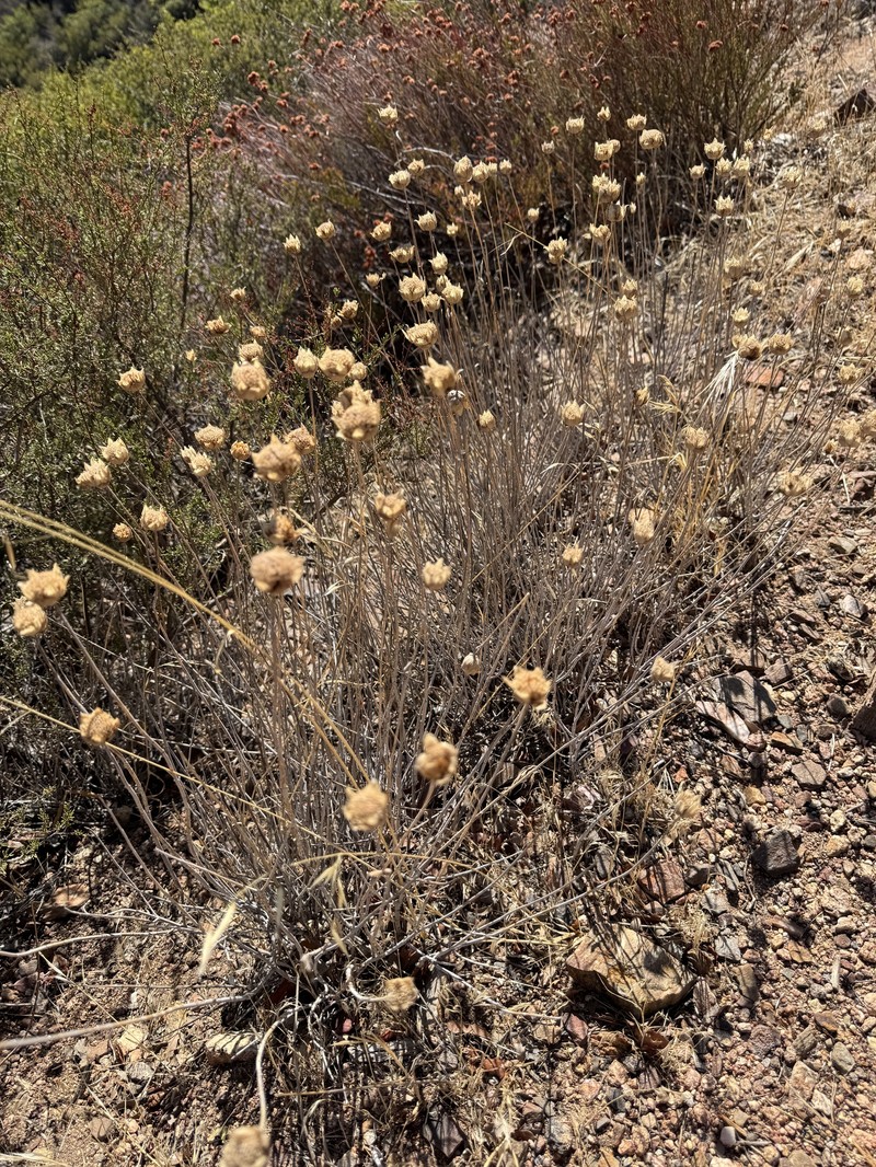Monardella linoides subsp. linoides photo 5