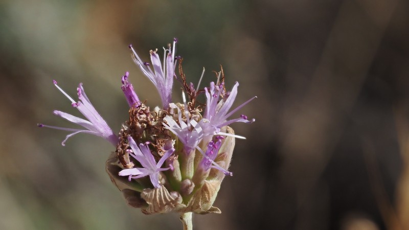 Monardella linoides subsp. linoides photo 6