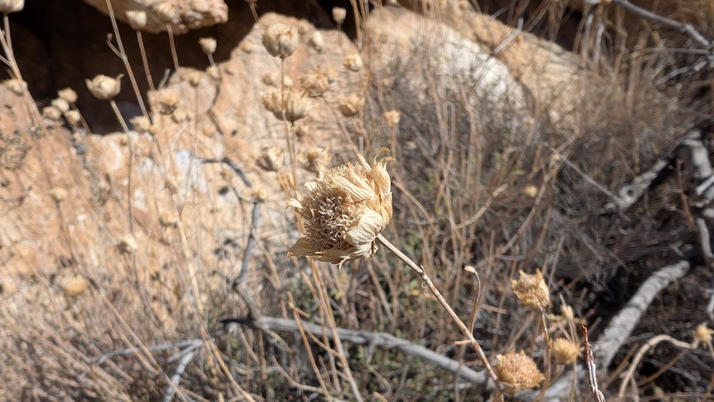 Monardella linoides subsp. linoides photo 7