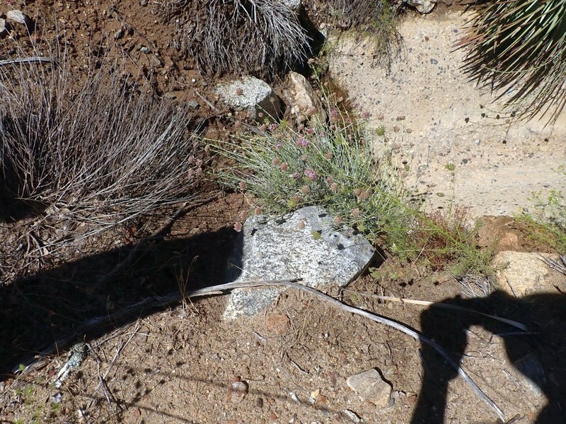 Monardella linoides subsp. linoides photo 8