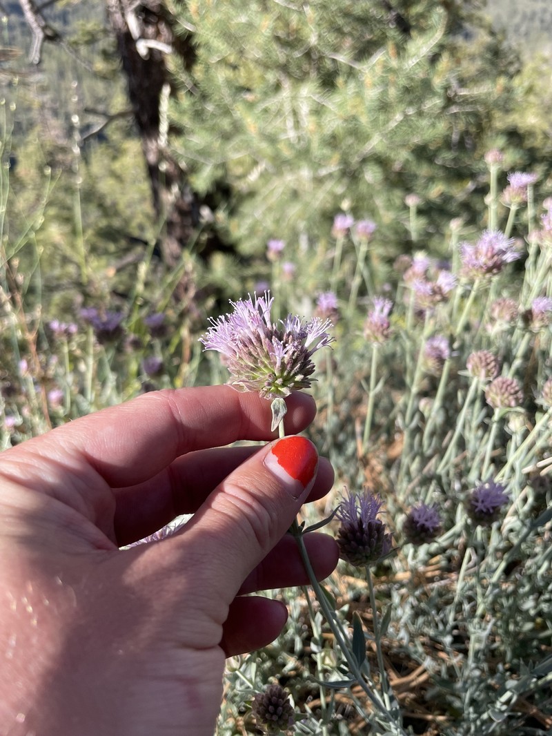 Monardella linoides subsp. oblonga