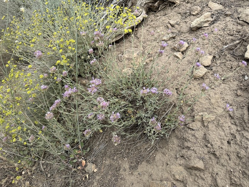 Monardella linoides subsp. oblonga photo 2