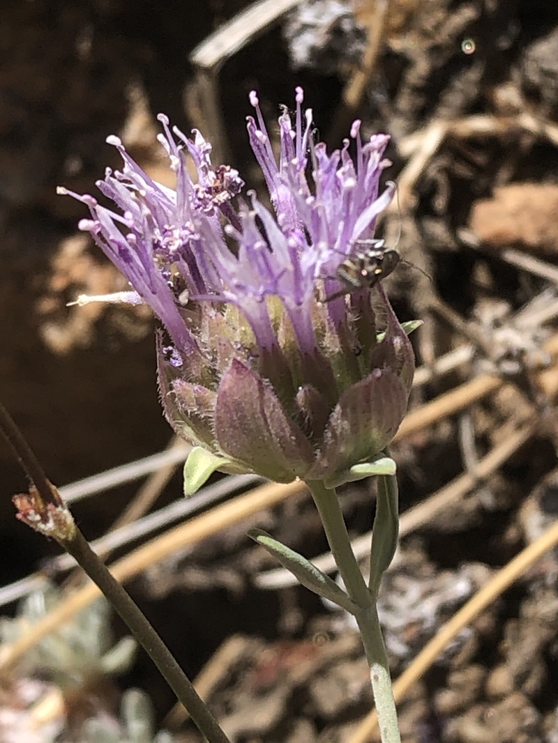 Monardella linoides subsp. oblonga photo 3