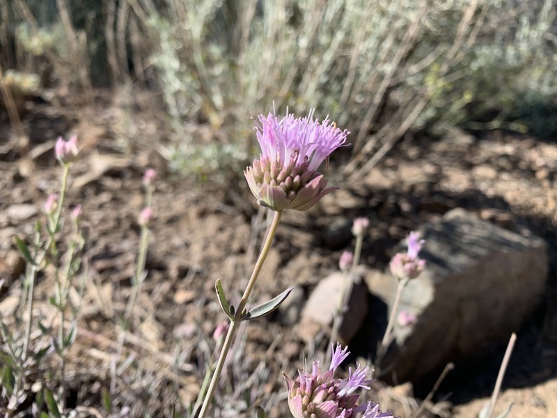 Monardella linoides subsp. oblonga photo 4