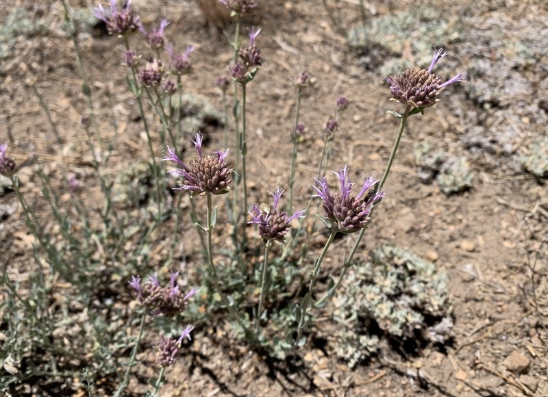 Monardella linoides subsp. oblonga photo 5