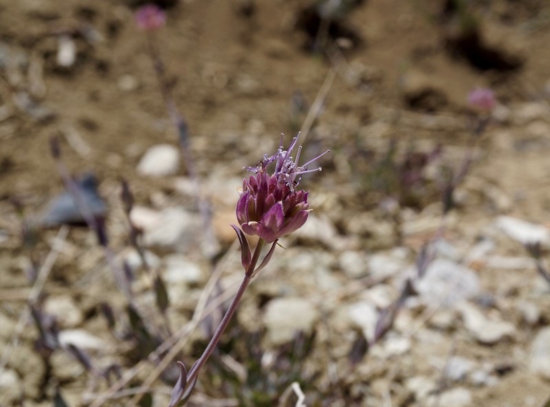 Monardella linoides subsp. oblonga photo 6