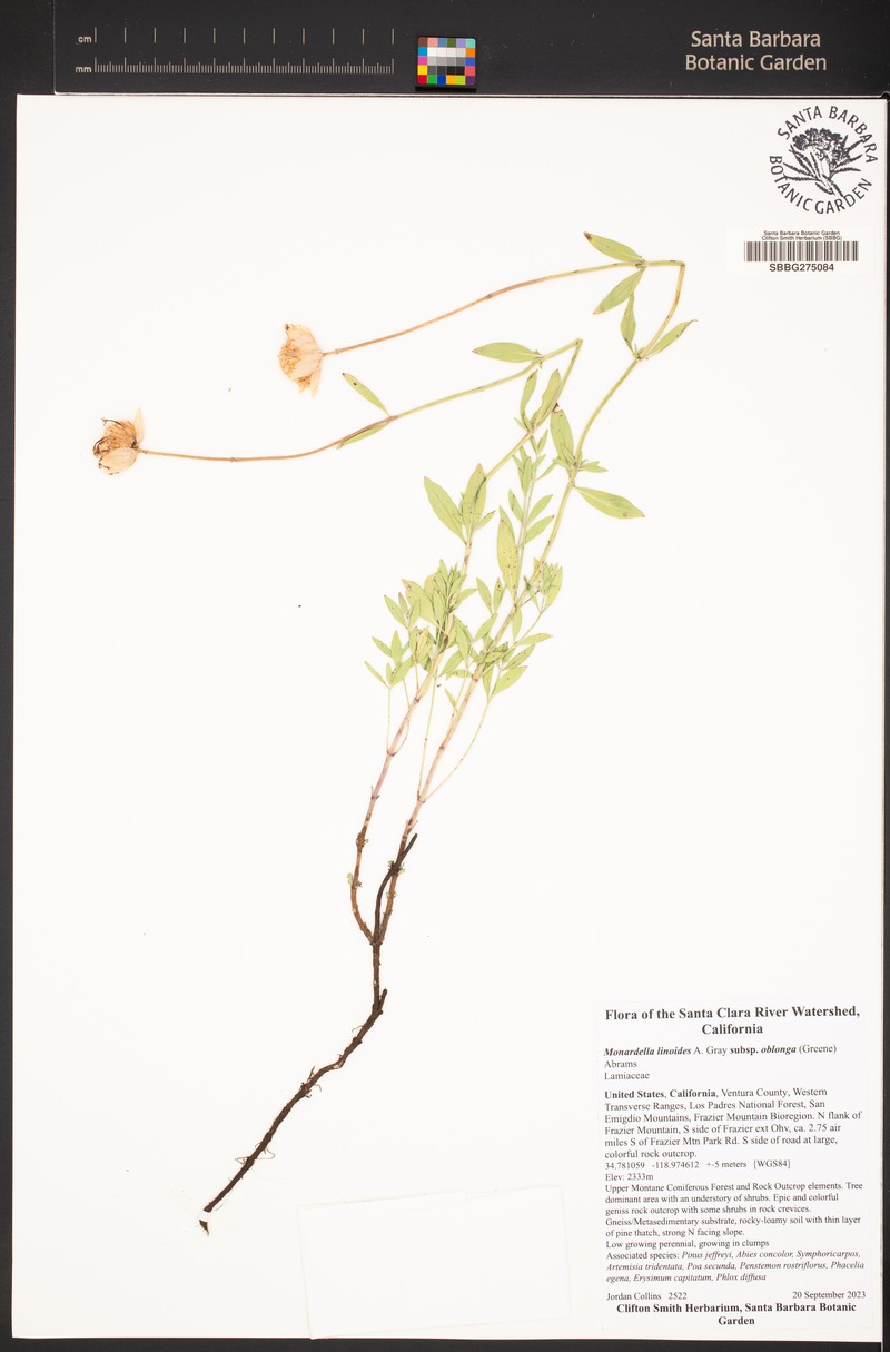 Monardella linoides subsp. oblonga photo 7