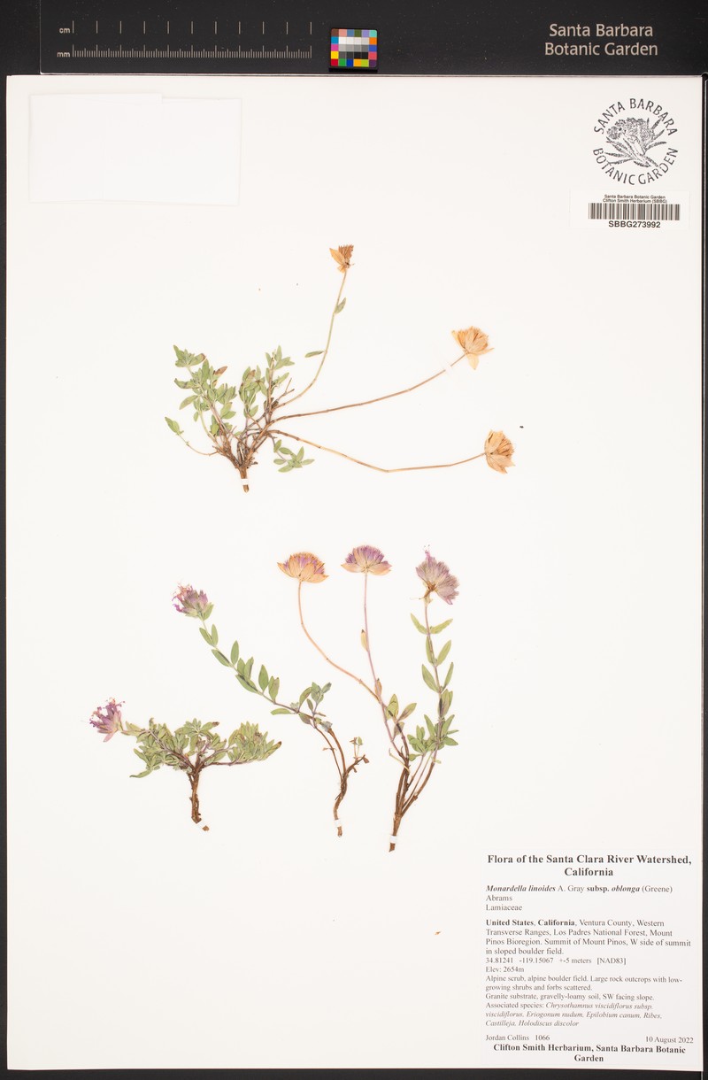 Monardella linoides subsp. oblonga photo 8