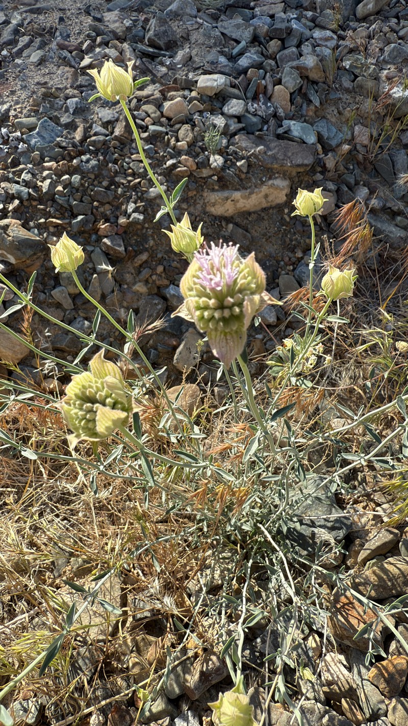 Monardella linoides subsp. sierrae