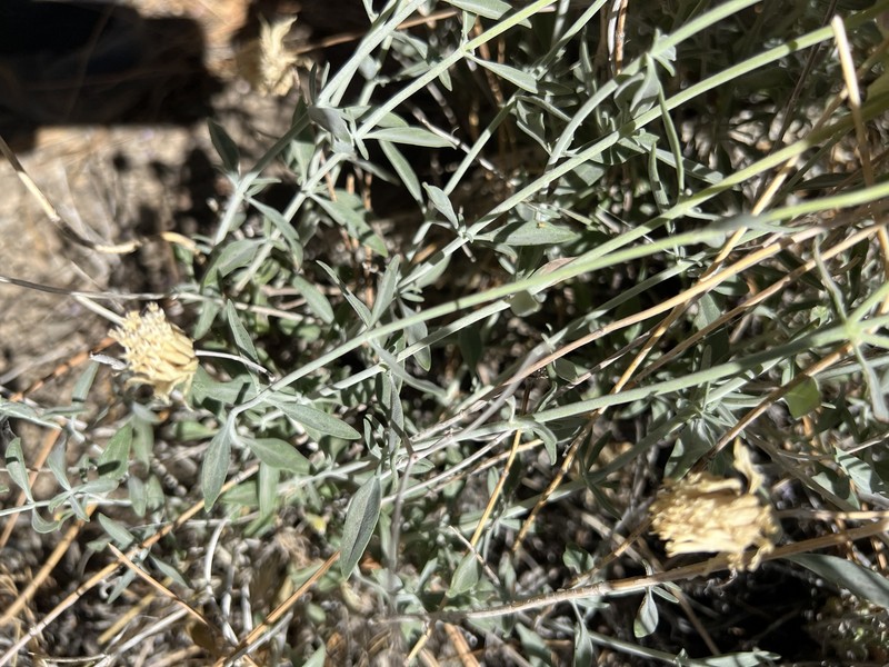 Monardella linoides subsp. sierrae photo 2