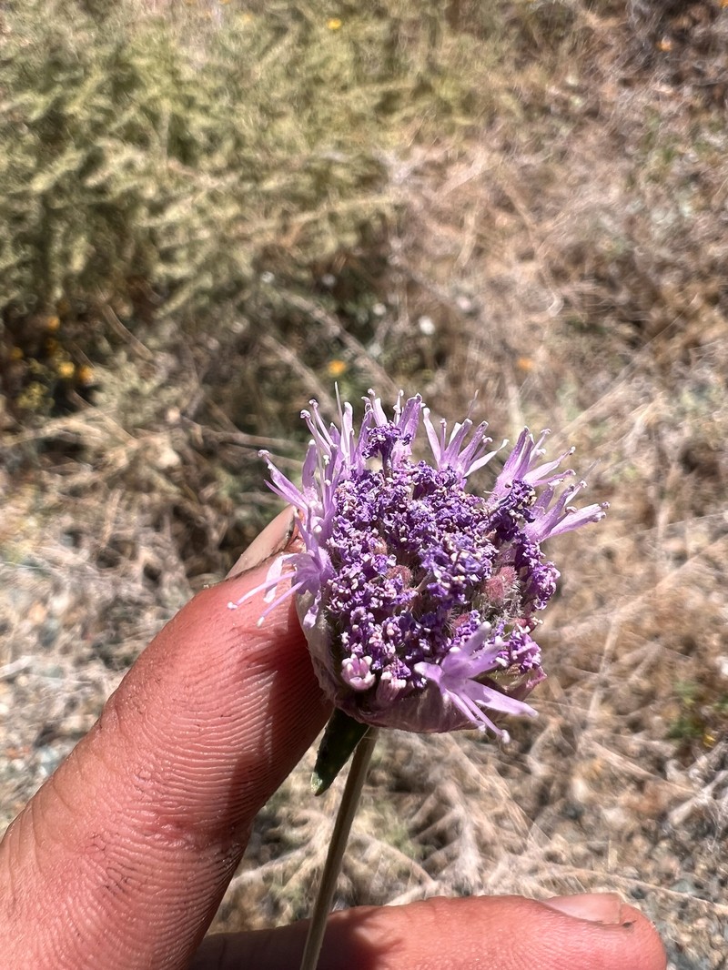 Monardella linoides subsp. sierrae photo 3