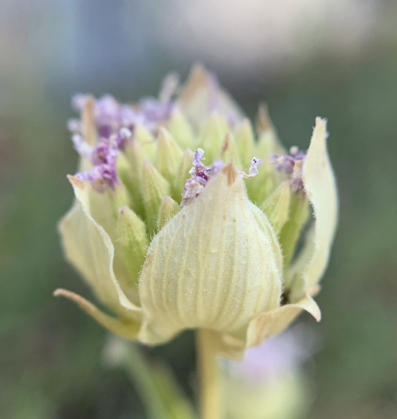 Monardella linoides subsp. sierrae photo 4