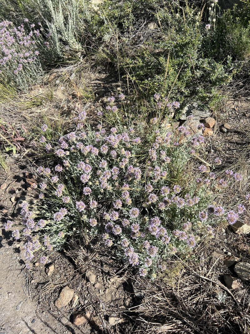 Monardella linoides subsp. sierrae photo 5