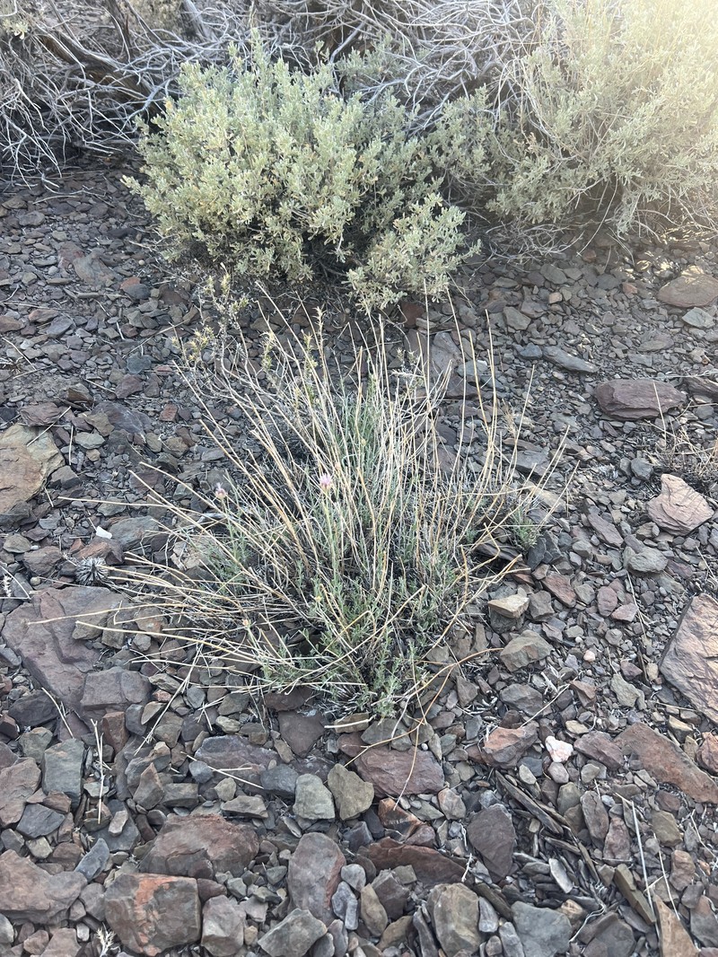 Monardella linoides subsp. sierrae photo 6