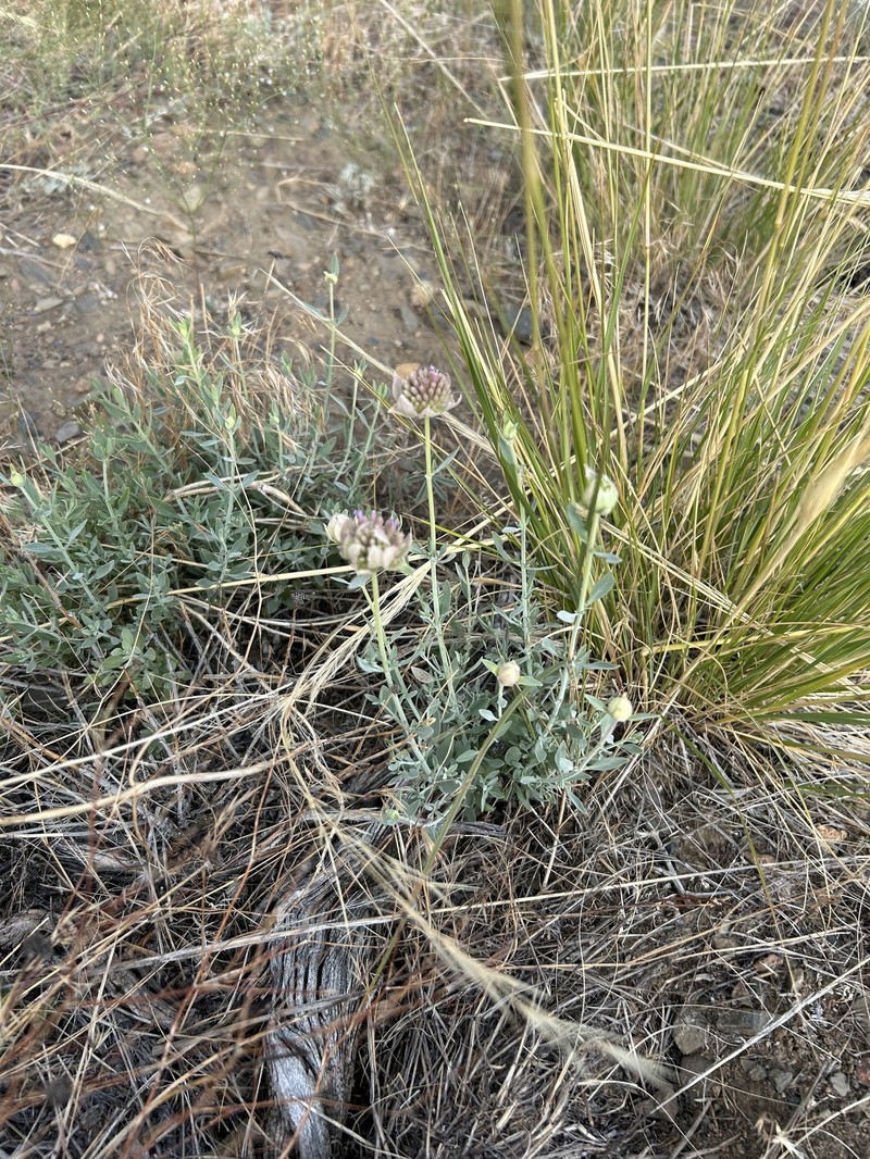 Monardella linoides subsp. sierrae photo 7