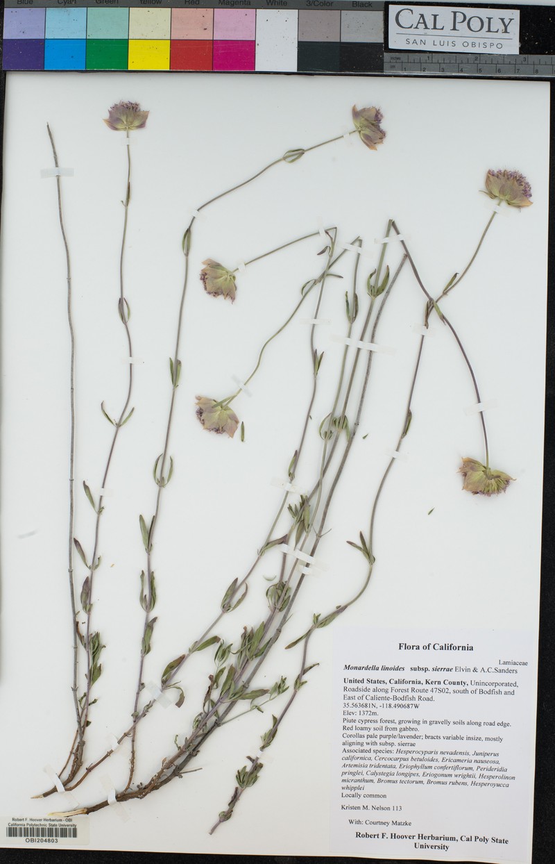 Monardella linoides subsp. sierrae photo 8