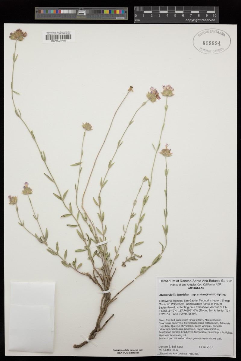 Monardella linoides subsp. stricta
