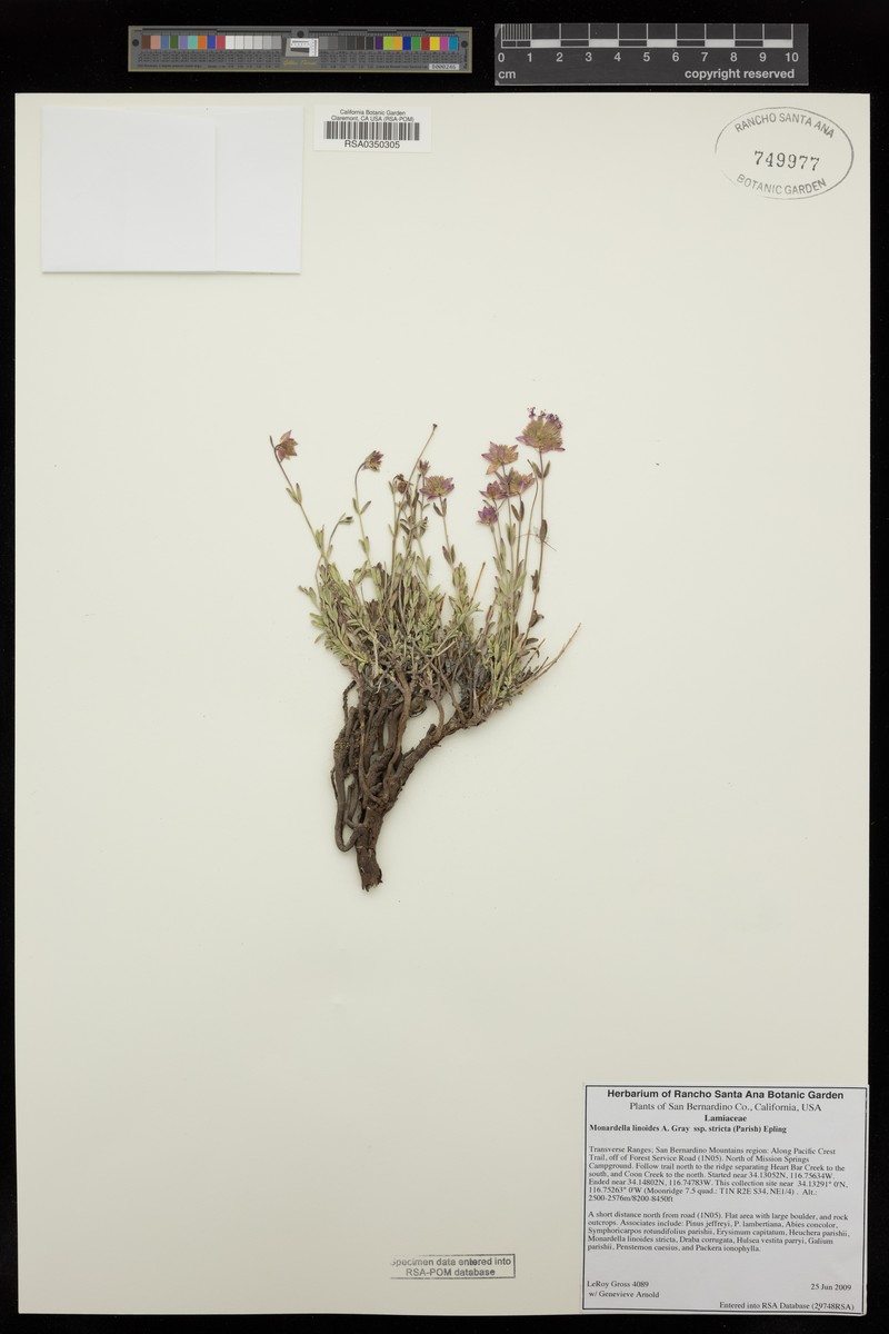 Monardella linoides subsp. stricta photo 2