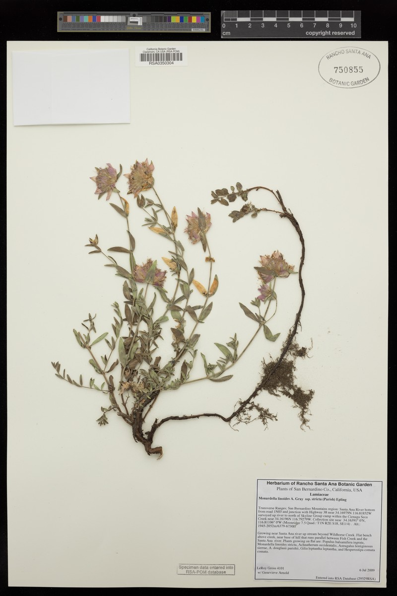 Monardella linoides subsp. stricta photo 3