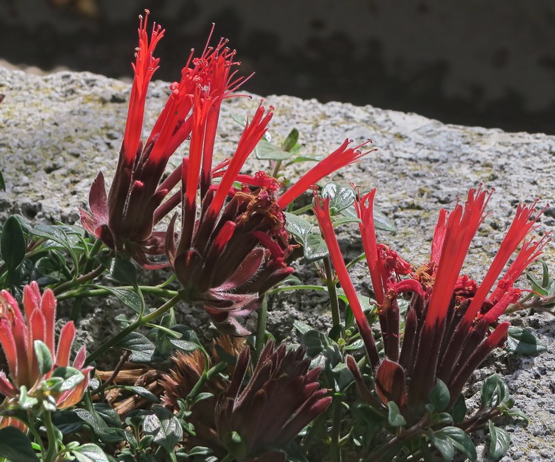 Red Monardella